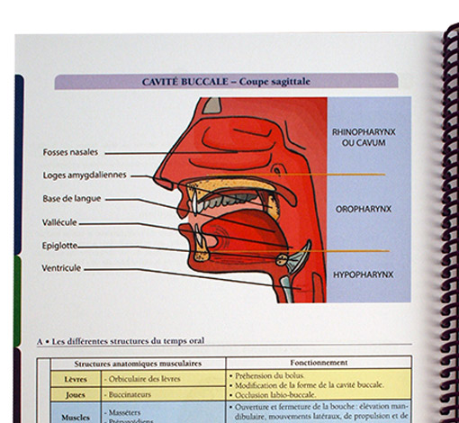 Image de Prise en soin orthophonique du patient dysphagique suite à un cancer bucco-pharyngo-laryngé, produit d'Ortho Édition